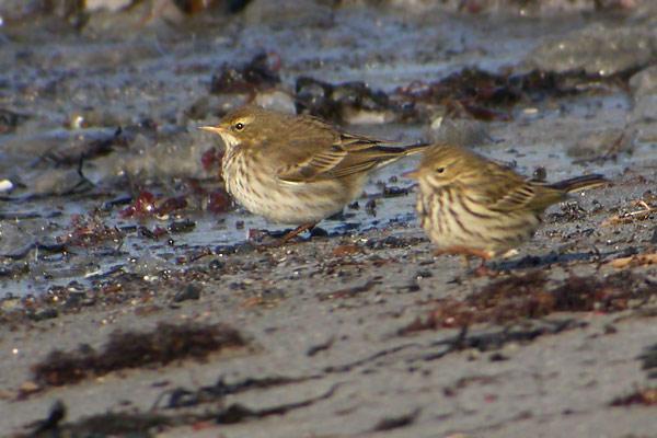 Above: Water Pipit (spinoletta, left) and Meadow Pipit (Anthus pratensis, right), Getteron, Halland, Sweden (Stephan Johansson).