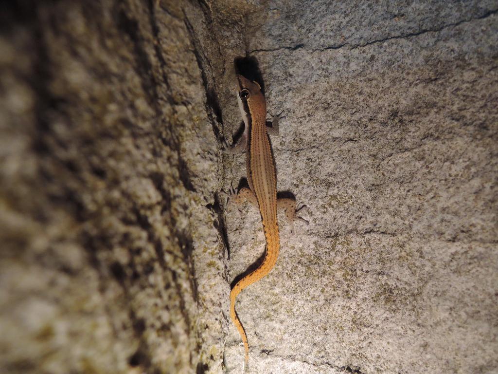 Live adult Dixonius melanostictus (tail original) photographed in situ in Muak Lek