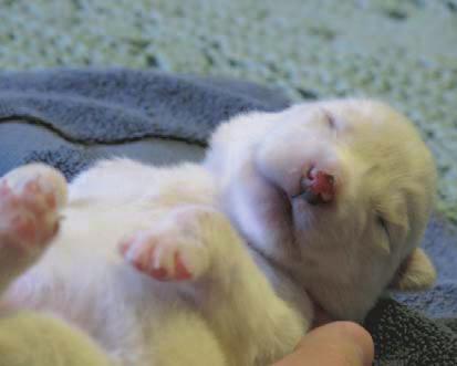 Happy Endings: NWT SPCA Success Stories. Yuki was only a couple days old when she was brought in to the Great Slave Animal Hospital from Whatì.