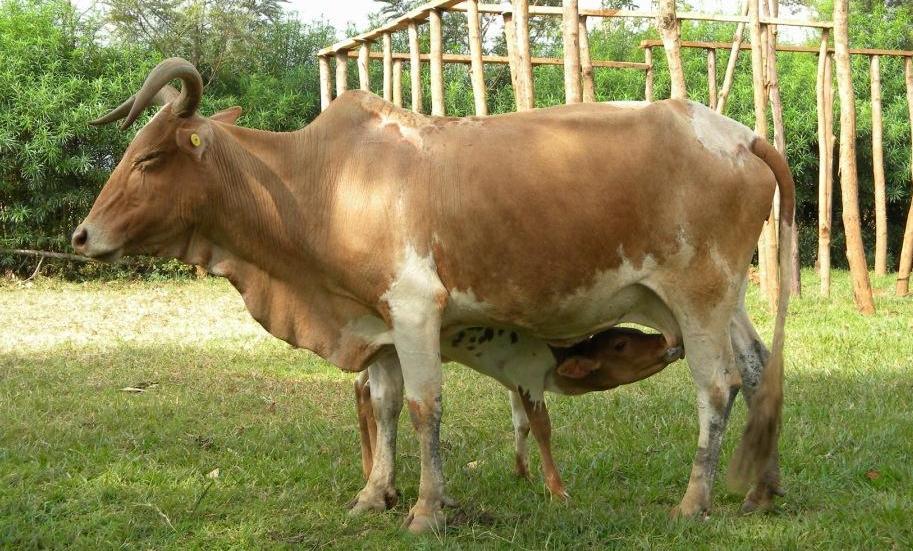 3 Figure 1.1: Zebu cow with a suckling calf. Note the hump and its positioning in the thoracic region which is the main distinguishing characteristic of zebu cattle.