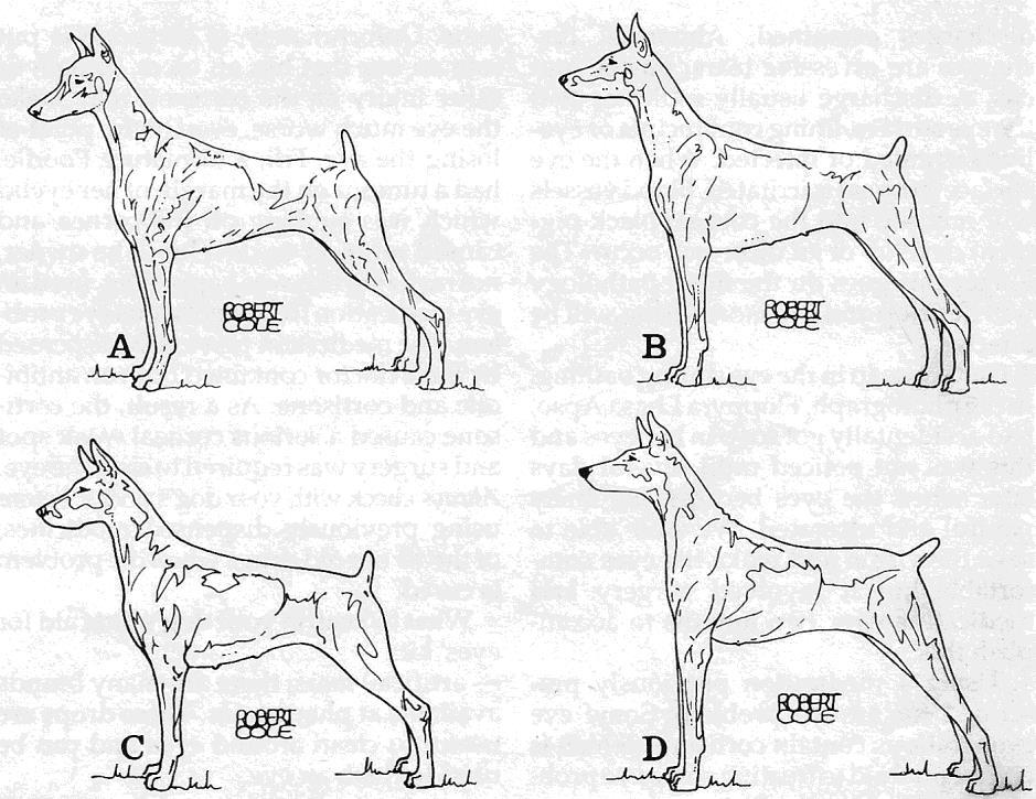 YOU BE THE JUDGE By Robert Cole From Dogs in Canada, January 1989 THE DOBERMAN PINSCHER I have selected four real-life bitches that combiner to focus attention on a number of important aspects