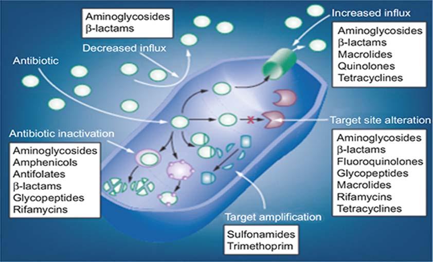 Antimicrobial Resistance (AMR) The