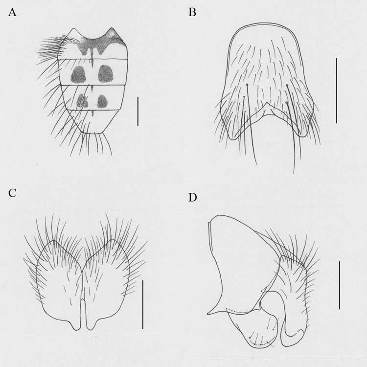Journal of Natural History 1557 Figure 2. Helina longievecta Xue, sp. nov.