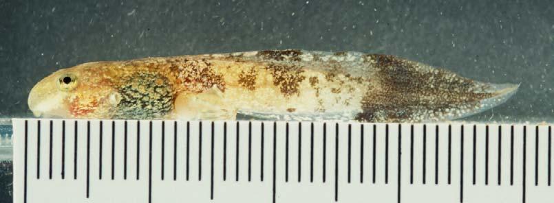 disc of larval Limnonectes kuhlii