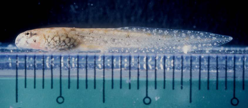 of larval Limnonectes plicatellus