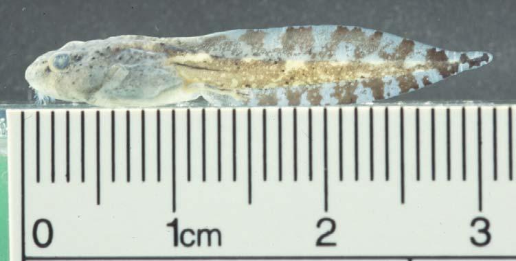 Fig. 30. Dorsal, lateral aspects, and oral disc of larval Rana nicobariensis (Stage 38, from Selangor, ZRC.1.11153-11155). LTRF: 1/2(1). Scale bar = 1 mm.