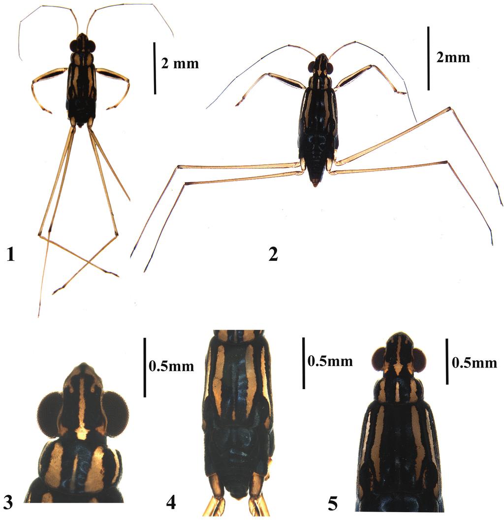 Dtsch. Entomol. Z. 61 (2) 2014, 133 139 135 Figures 1 5. Onychotrechus dooarsicus sp. n. 1. Dorsal view of apterous male. 2. Dorsal view of apterous female. 3.