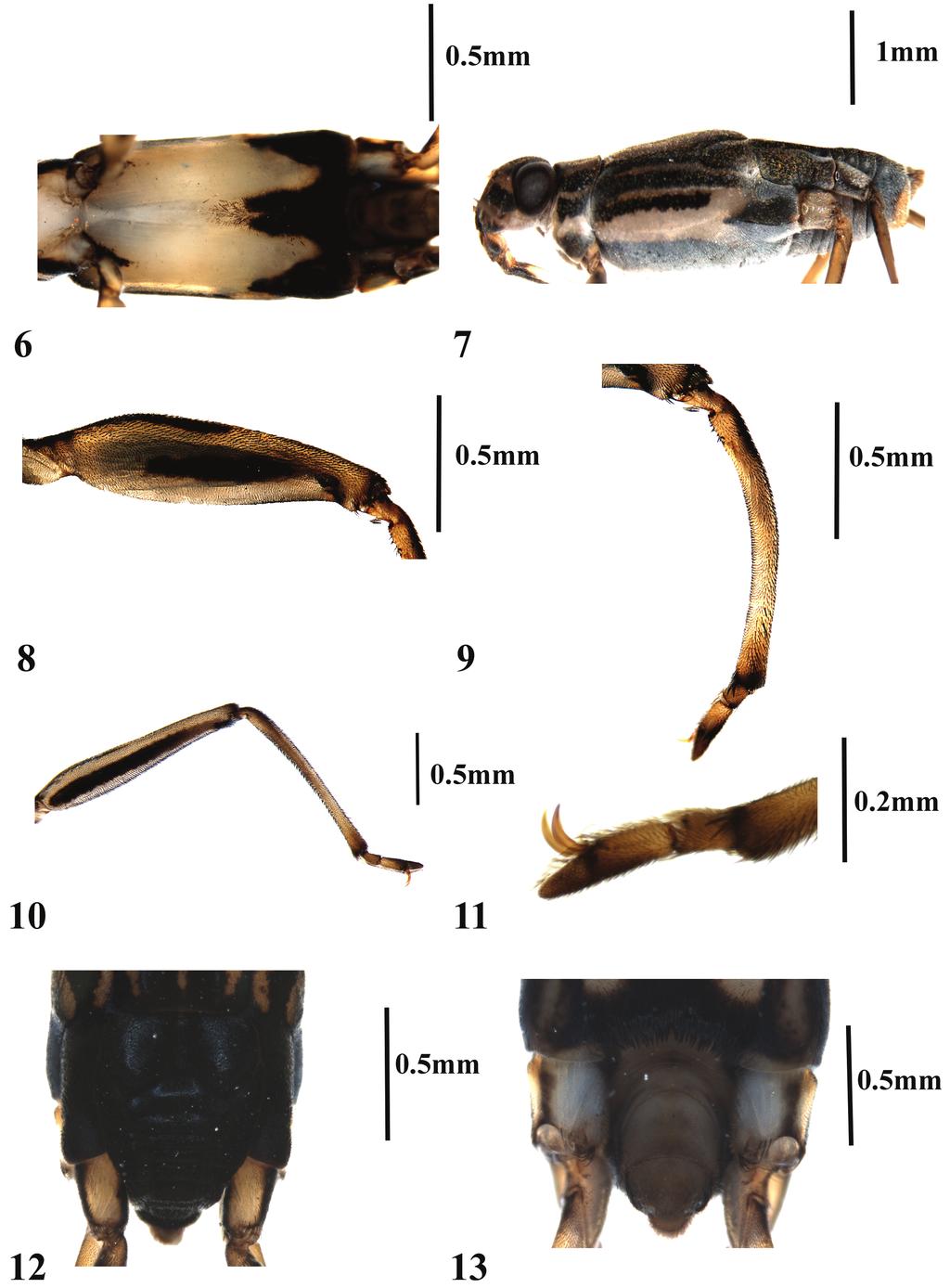 136 K. A. Subramanian et al.: A new species of Onychotrechus Kirkaldy, 1903... Figures 6 13. Onychotrechus dooarsicus sp. n. 6. Mesosternum of male, ventral view. 7. Lateral view of female. 8.