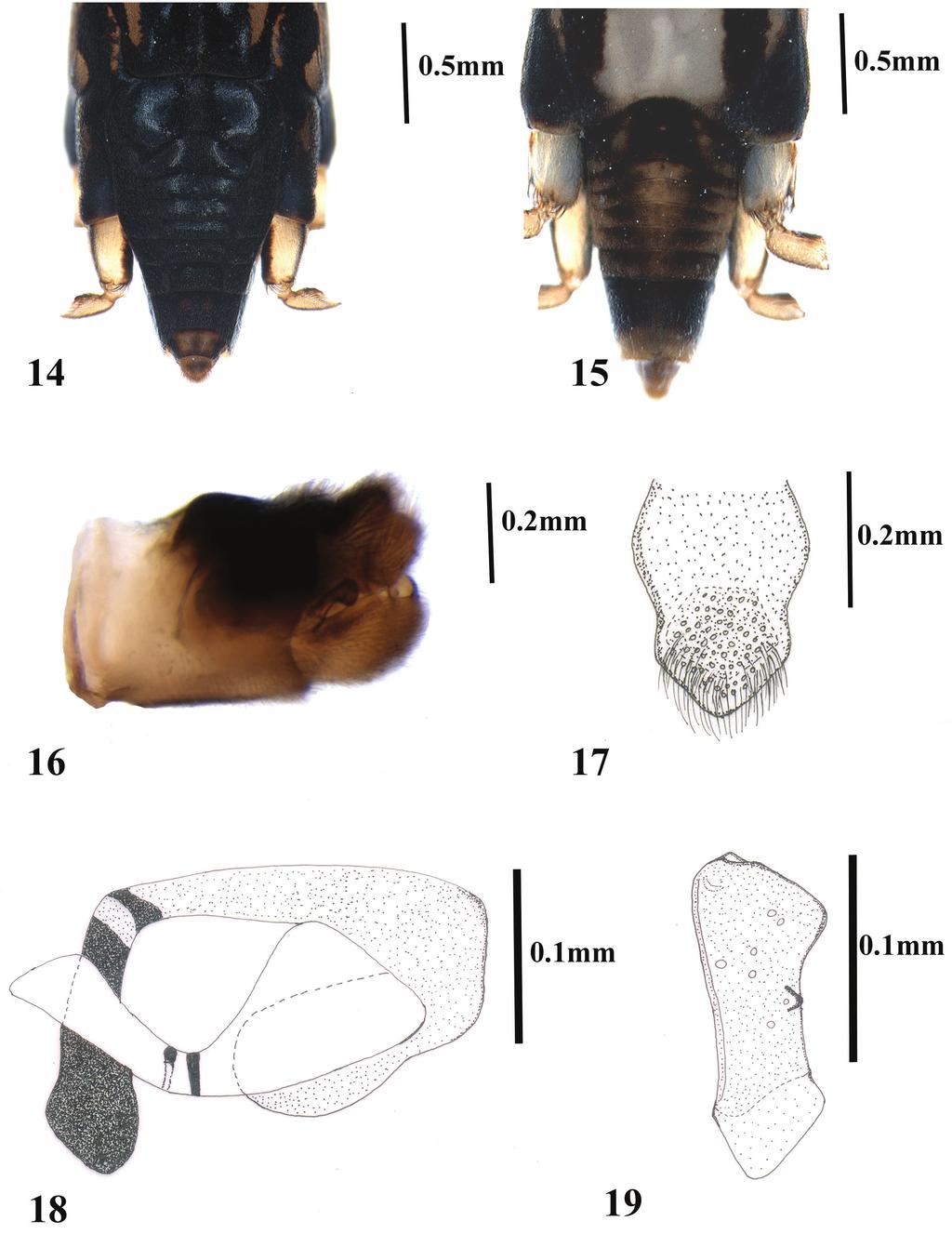 Dtsch. Entomol. Z. 61 (2) 2014, 133 139 137 Figures 14 19. Onychotrechus dooarsicus sp. n. 14. Abdominal tergites of female. 15. Abdominal sternites of female. 16. Dissected genital segments of male.