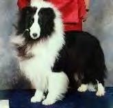 ~~ The non-sheltie (Border Collie) "Wynt", at his first Agility trial in 5 mos, got a first in 20" time to beat (our first time ever in