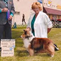 Also, Jase (Aratone Westar Triple Threat) co -owned by myself, Mark Hersman, and Mary Heitsman, earned his first AKC point towards his