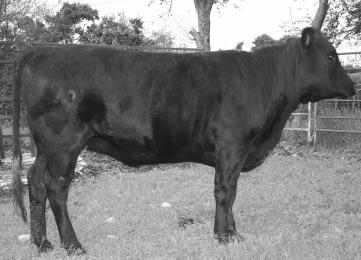LOT: 10 Open Heifer CG 56 Polled BBU NO.: C1058477 BIRTH: 04/06/2015 COLOR: BLACK BREEDER: C & G CATTLE CO.