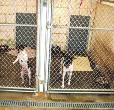 Impounded Animals The total number of animals impounded in 2008 increased by 7% with dog impoundments increasing by 6.8% and cat impoundments increasing by 9%.