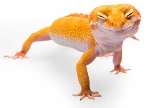 Therapeutic drugs have not been tested extensively on reptiles even in common species such as leopard geckos.