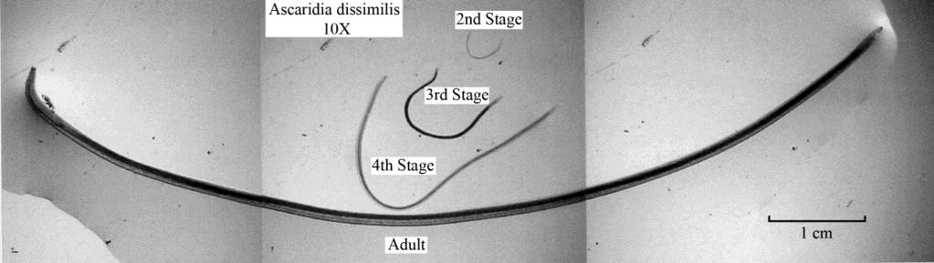 Figure 1: Life stages of Ascaridia dissimilis. Figure 2: Ascaridia dissimilis egg.