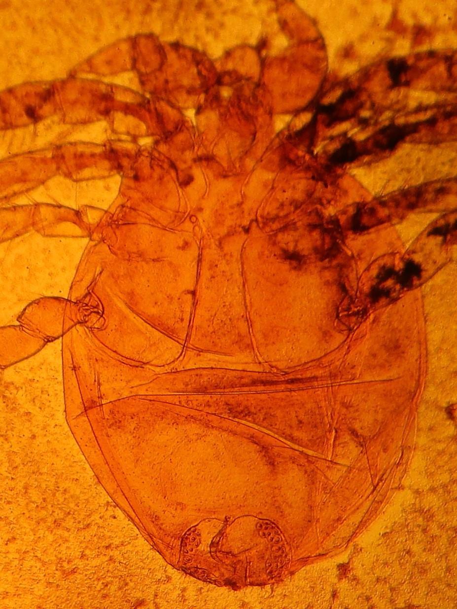 Plate 4: Unionicola formosa female