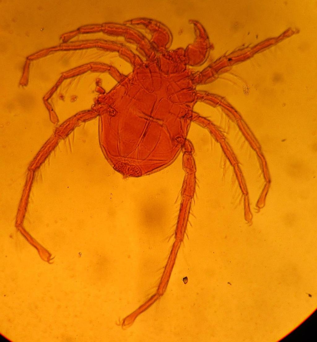 Plate 5: Unionicola ypsilophora male from