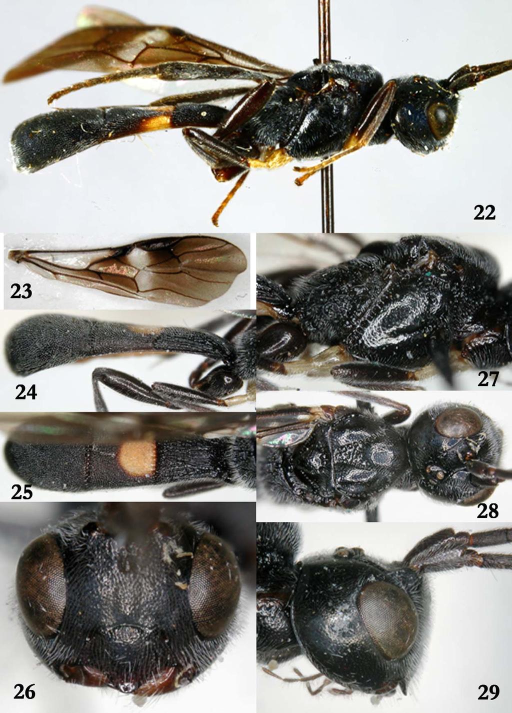 FIGURES 22 29. Odontosphaeropyx leucocoxus Braet sp. nov., Holotype male. 22. full imago, laterally ; 23. fore wing ; 24. metasoma, laterally ; 25.