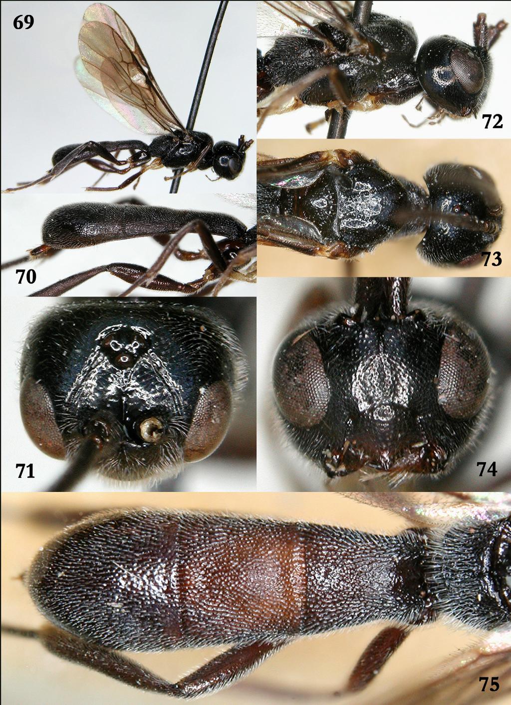 FIGURES 69 75. Odontosphaeropyx gracilis Braet, sp. nov., Holotype female. 69. full imago, lateral; 70. metasoma, lateral; 71. frons and vertex; 72.