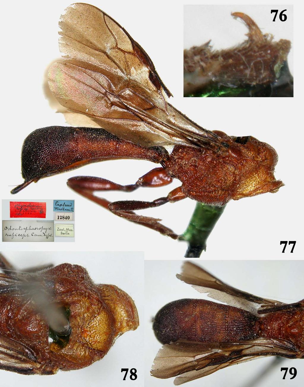 FIGURES 76 79. Odontosphaeropyx ruficeps Cameron, 1910 Holotype female. 76. detail of tarsal claws of mid leg; 77. full imago, lateral and its labels; 78. mesosoma, dorsal; 79; metasoma, dorsal.