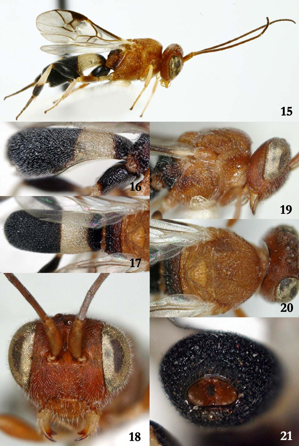 FIGURES 15 21. Chelonus (Microchelonus) madagasakarensis Braet & Rousse sp. nov., Holotype male. 15. full imago, laterally; 16. metasoma, lateral ; 17.