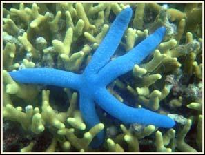 species Parazoa (1.2%) Radiata (0.9%) Protostomia (3.9%) Platyzoa (2.