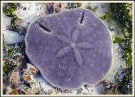 tissue Stereom spicules Porifera Placozoa Cnidaria Ctenophora Platyhelminthes