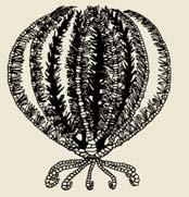 Crinoidea Pinnule