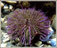 Sea urchins NOAA,