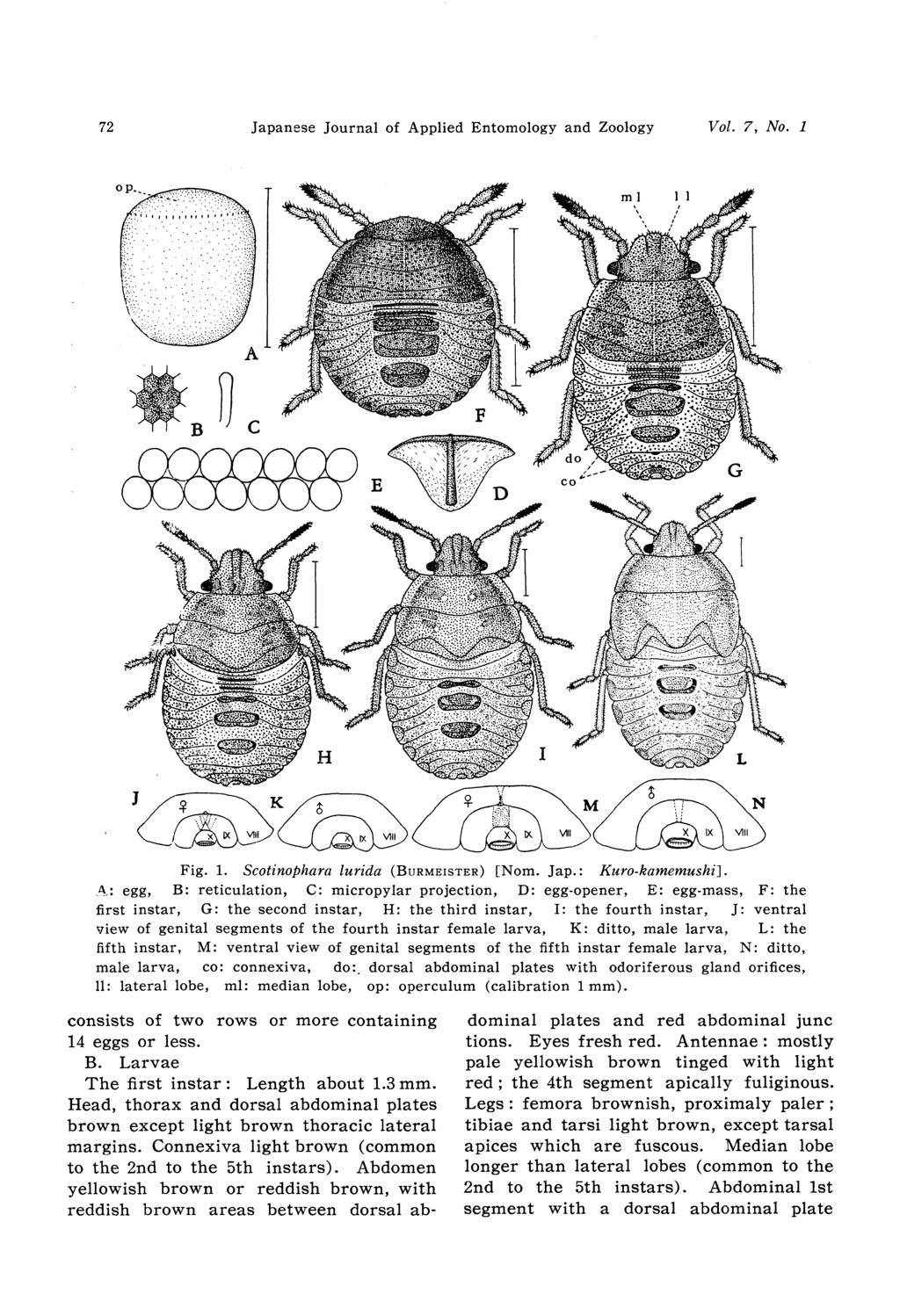72 Japanese Journal of Applied Entomology and Zoology Vol.7, No.1 Fig. 1. Scotinophara lurida (BURMEISTER) [Nom. Jap.: Kuro-kamemushi].