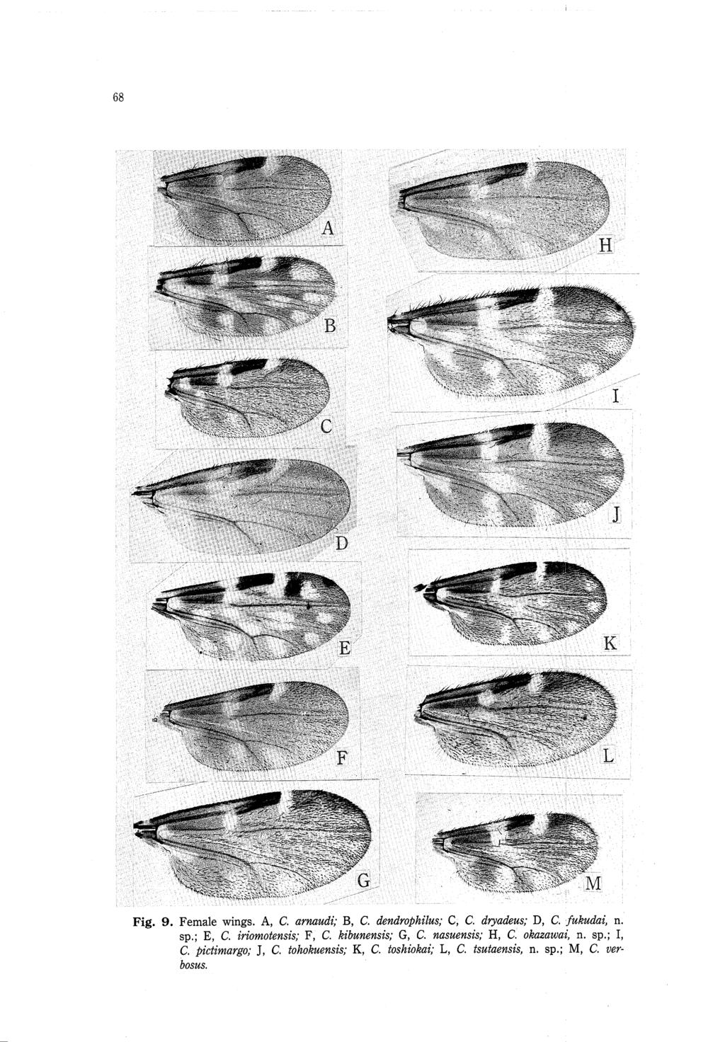 Fig. 9. Female wings. A, C. arnaudi; B, C. dendrophilus; C, C. dryadeus; D, C. fukudai, n. sp,; E, C. iriomotensis; F, C.