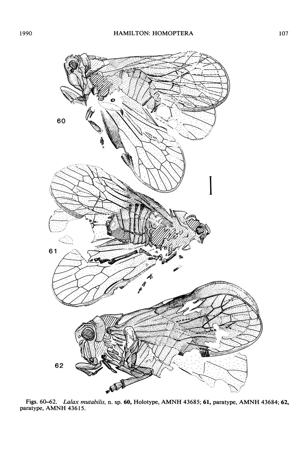 1990 HAMILTON: HOMOPTERA 107 Figs. 60-62. Lalax mutabilis, n. sp.