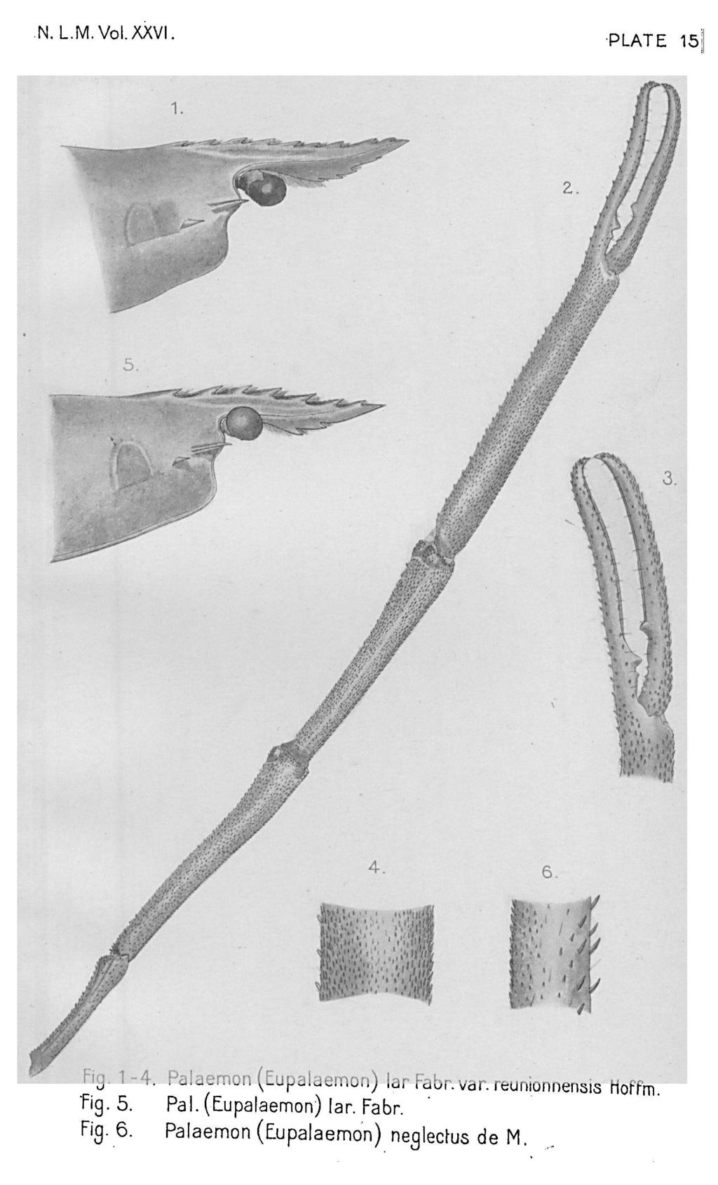 N. L. M. Vol. XXVI. PLATE 15 Fig. 1-4. Palaemon (Eupalaemon) lar Fabr. var.