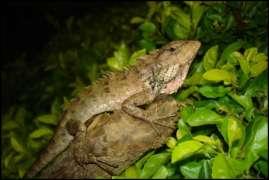 Lizard (Reptilia: