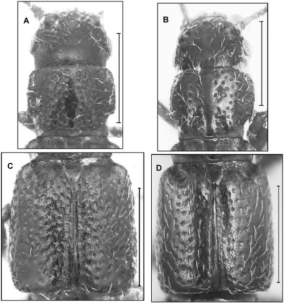 492 IRMLER: New species of Mimogonia and Mimogonus from the Neotropics (Staphylinidae) Key to Mimogonia species with large prominent eyes (ratio between head width including eyes / pronotal width 0.