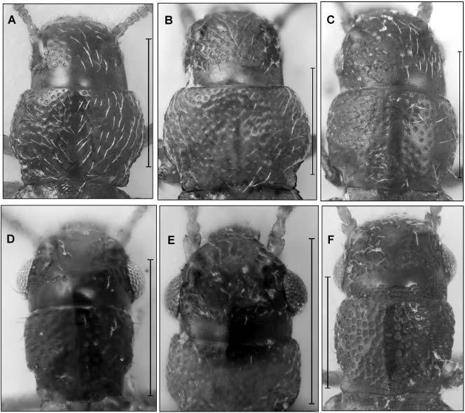 Acta Entomologica Musei Nationalis Pragae, 50(2), 2010 491 Fig. 6. Head and pronotum of Mimogonus and Mimogonia species showing the shape, surface, setation and proportion of eyes.
