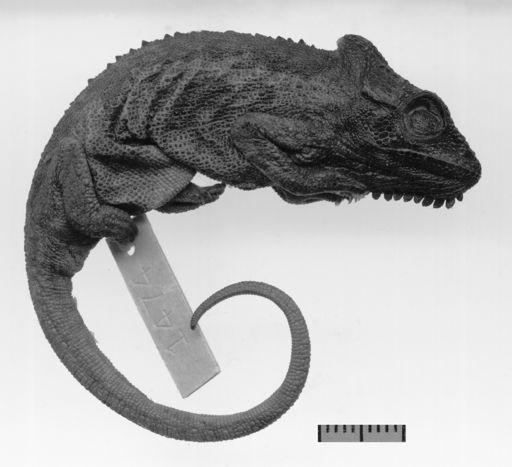 Diagnosis. A medium-sized dwarf chameleon. Casque strongly raised. Subocular tubercle not or only slightly raised. Cranial crests developed and distinct but not swollen or horn-coloured.