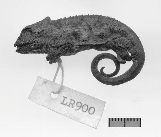 found in Zululand. In view of its localised distribution, the substitute name of Qudeni Dwarf Chameleon is suggested as being more appropriate. Comment.