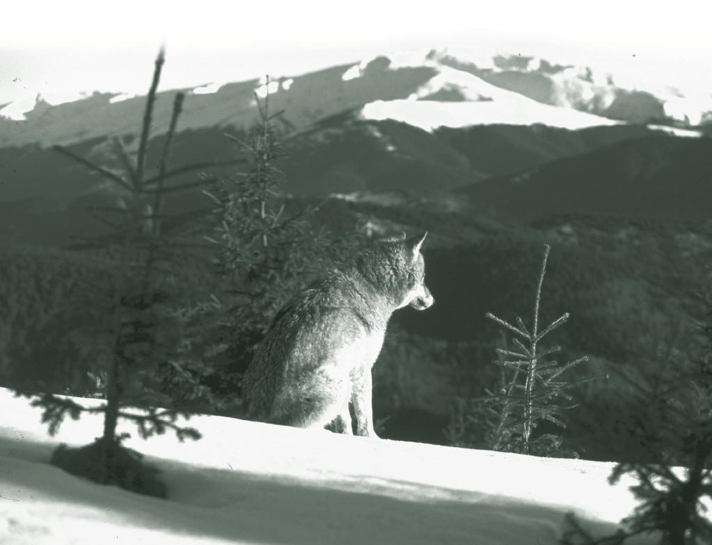 wolf near Zarnesti,