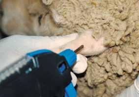 It will automatically bring the next implant forward, ready for use on the next animal. The whole flock can be treated in one day with minimal stress to the animals or handler.