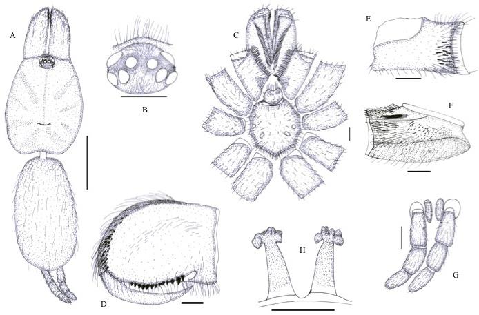 Figure 7. Neoheterophrictus uttarakannada sp. nov., female (10-ARA-923).