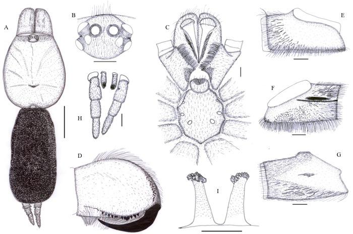 small or minute lobes at apex resembling inflorescence of flower; legs, chelicerae, margins of carapace and ventral and lateral sides of abdomen coffee brown, rest black