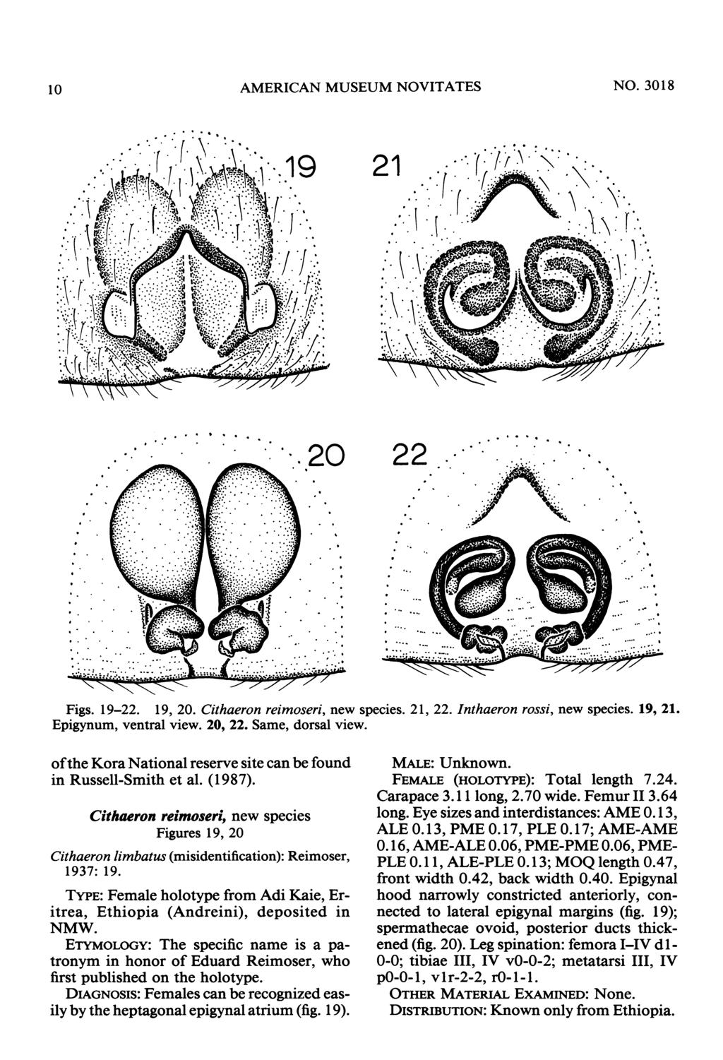 10 AMERICAN MUSEUM NOVITATES NO. 3018 22. Figs. 19-22. 19, 20. Cithaeron reimoseri, new species. 21, 22. Inthaeron rossi, new species. 19, 21. Epigynum, ventral view. 20, 22. Same, dorsal view.