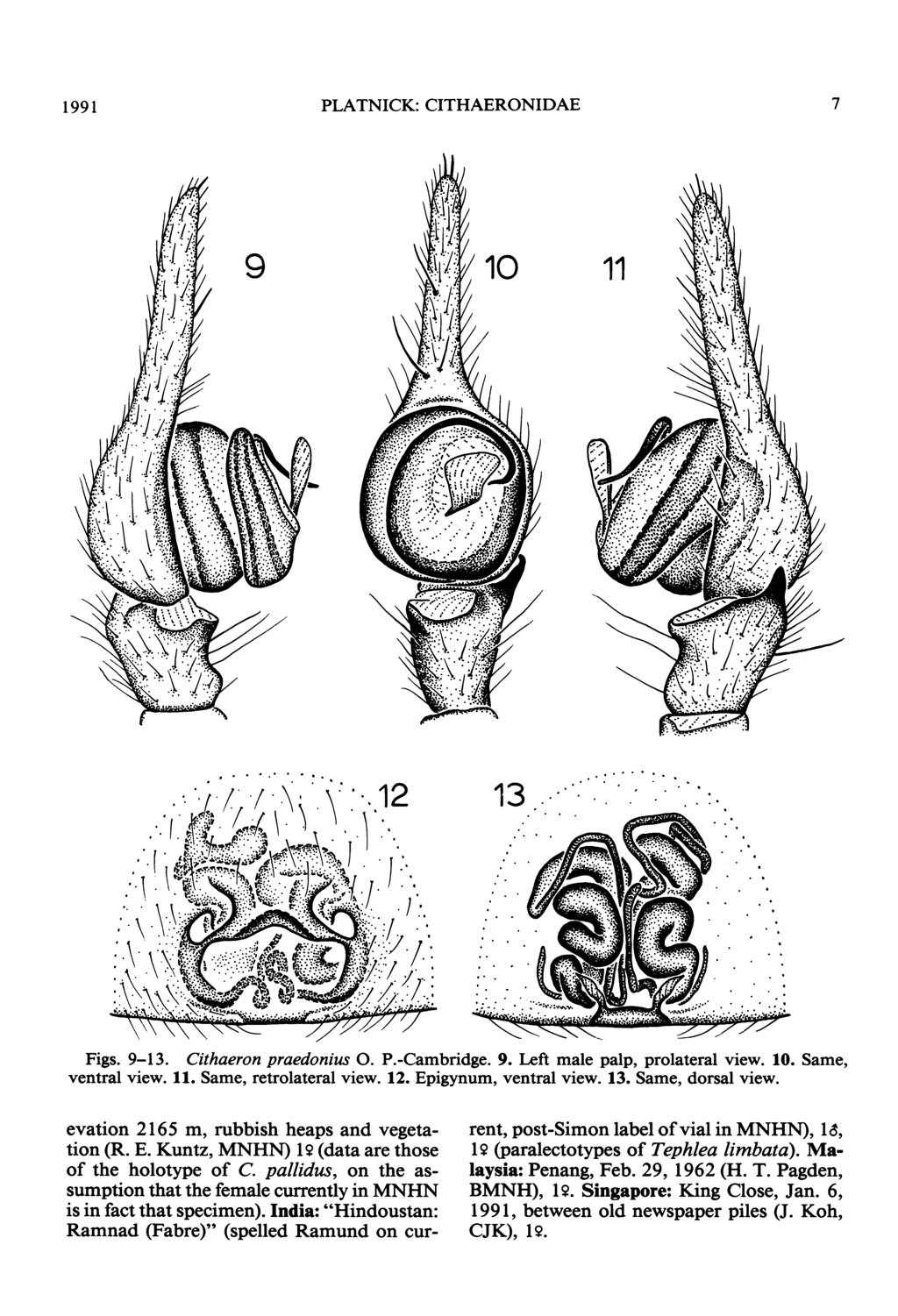 1991 PLATNICK: CITHAERONIDAE 7 Figs. 9-13. Cithaeron praedonius 0. P.-Cambridge. 9. Left male palp, prolateral view. 10. Same, ventral view. 11. Same, retrolateral view. 12. Epigynum, ventral view.