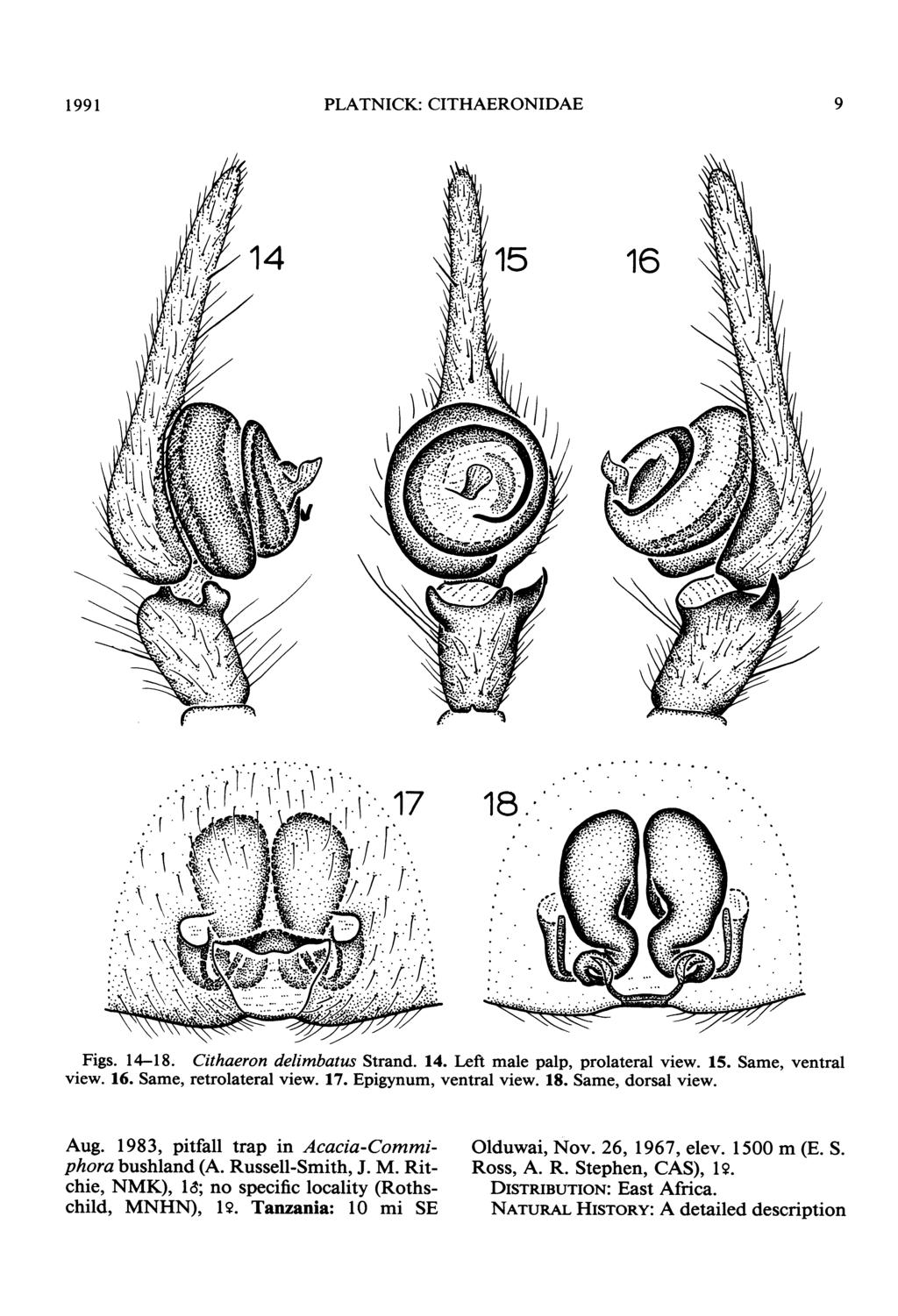 1991 PLATNICK: CITHAERONIDAE 9 18 Figs. 14-18. Cithaeron delimbatus Strand. 14. Left male palp, prolateral view. 15. Same, ventral view. 16. Same, retrolateral view. 17. Epigynum, ventral view. 18. Same, dorsal view.