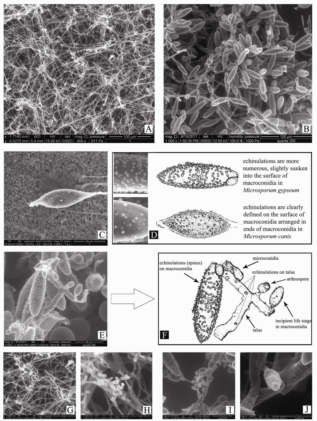Fig.2 General aspect of Microsporum canis (A) /Microsporum gypseum (B) mycelium. Macroconidia in Microsporum canis(c) and Microsporum gypseum(e). G-H talus aspect / microconidia in Microsporum canis.