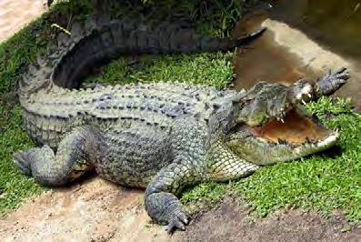 A crocodile is big. It is part of the rep le family. A crocodile has a big mouth with lots of sharp teeth. It has a body like a snake and spikes like a dinosaur.