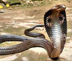 All the snakes in the world sliver and slide. I think snakes are dangerous. Snake bites bring out venom. KING COBRA by Aiden 3/4C A king Cobra is a member of the snake family.