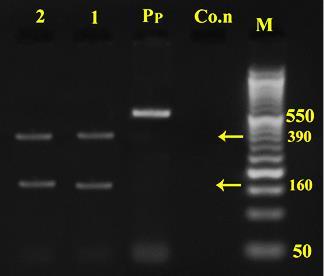Dalimi et al.: Genotyping Echinococcus granulosus from Canine Isolates had no effect on the PCR product for nad1 and after digestion intact 550bp fragment was seen (Fig.5).