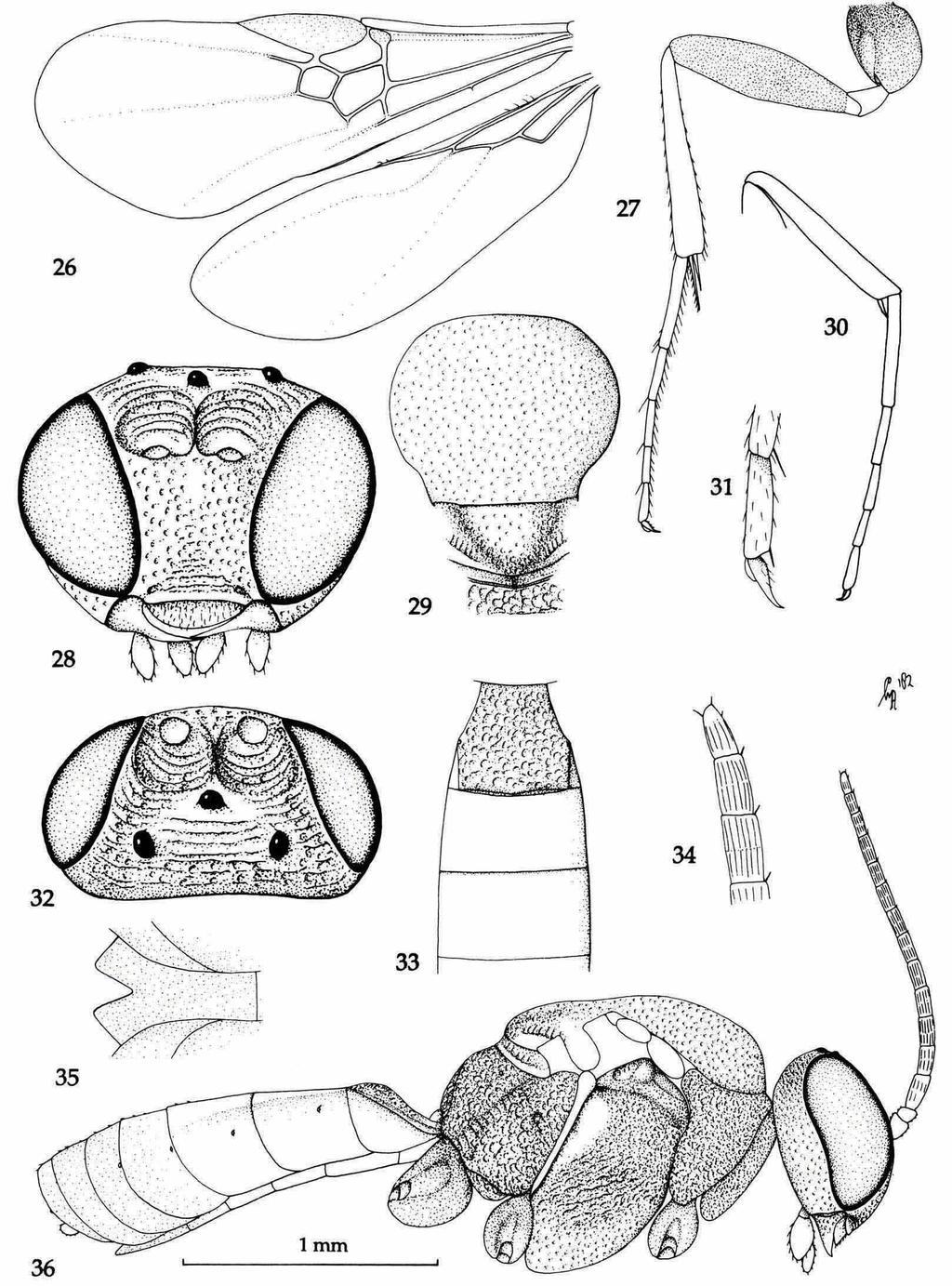 68 ZOOLOGISCHE MEDEDEUNGEN 67 (1993) Figs 26-36, Parelasmosoma palpator Tobias & Yuldashev, 9, holotype.